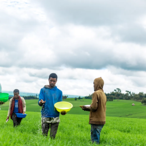 Unlocking access to finance through bundling of “NextGen” Advisory with agriculture services: Lersha’s lessons from the field 🧑‍🌾